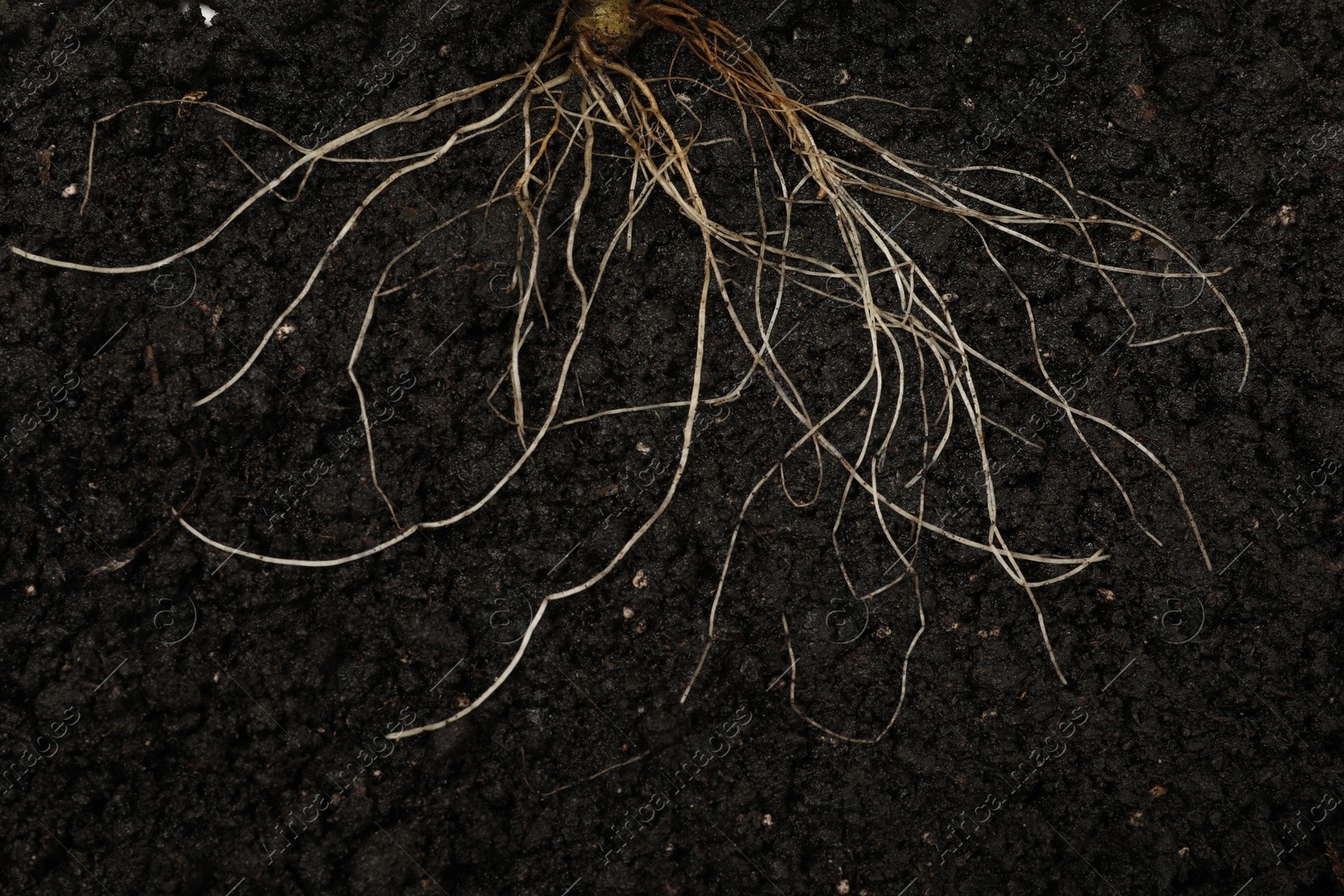 Plant with root in soil, top view Photo of Plant with root in soil, top view