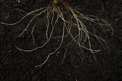 Photo of Plant with root in soil, top view