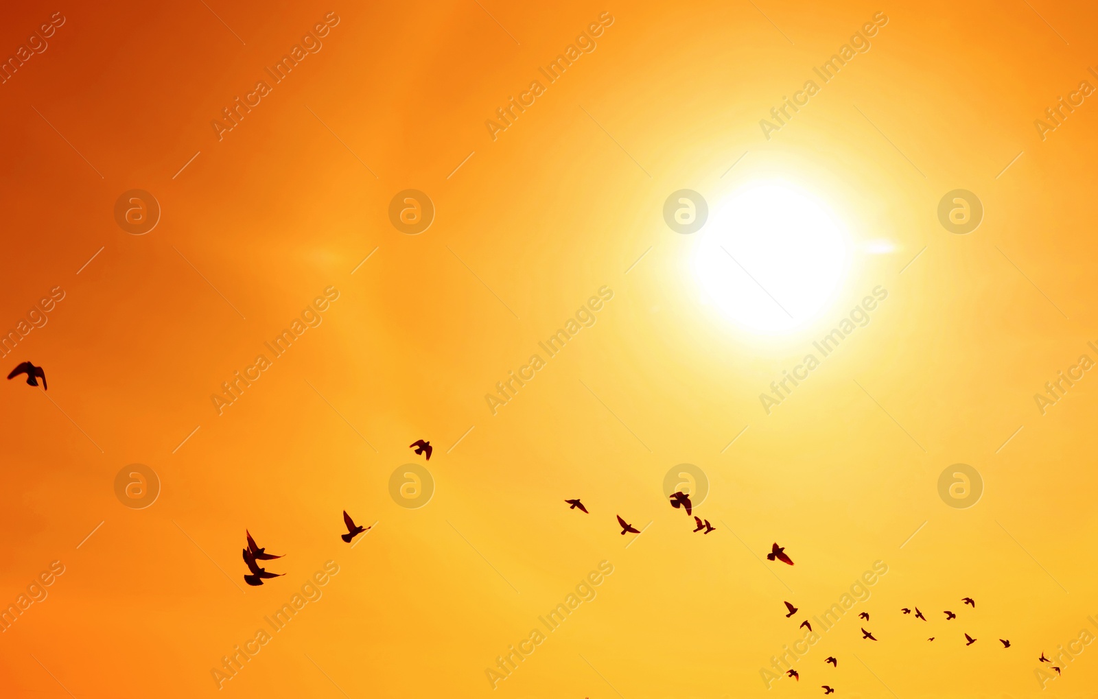 Bright sun and flying birds in orange sky during hot summer weather Image of Bright sun and flying birds in orange sky during hot summer weather