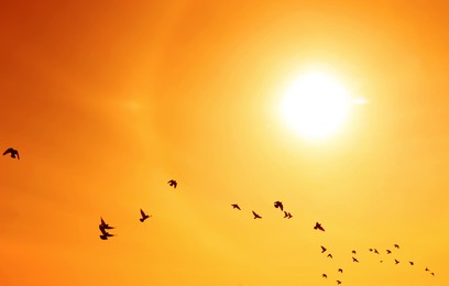 Image of Bright sun and flying birds in orange sky during hot summer weather