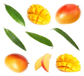 Image of Sweet mango fruits and green leaves isolated on white, set