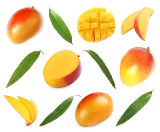 Image of Sweet mango fruits and green leaves isolated on white, set