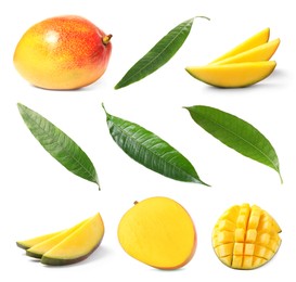 Image of Sweet mango fruits and green leaves isolated on white, set