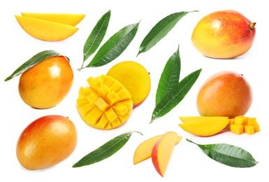 Image of Sweet mango fruits and green leaves isolated on white, set