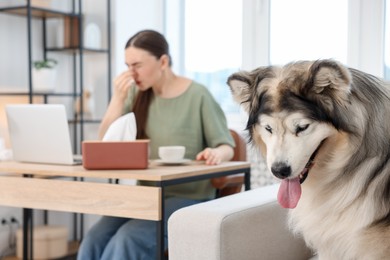 Photo of Woman suffering from allergy while working and her dog at home, selective focus