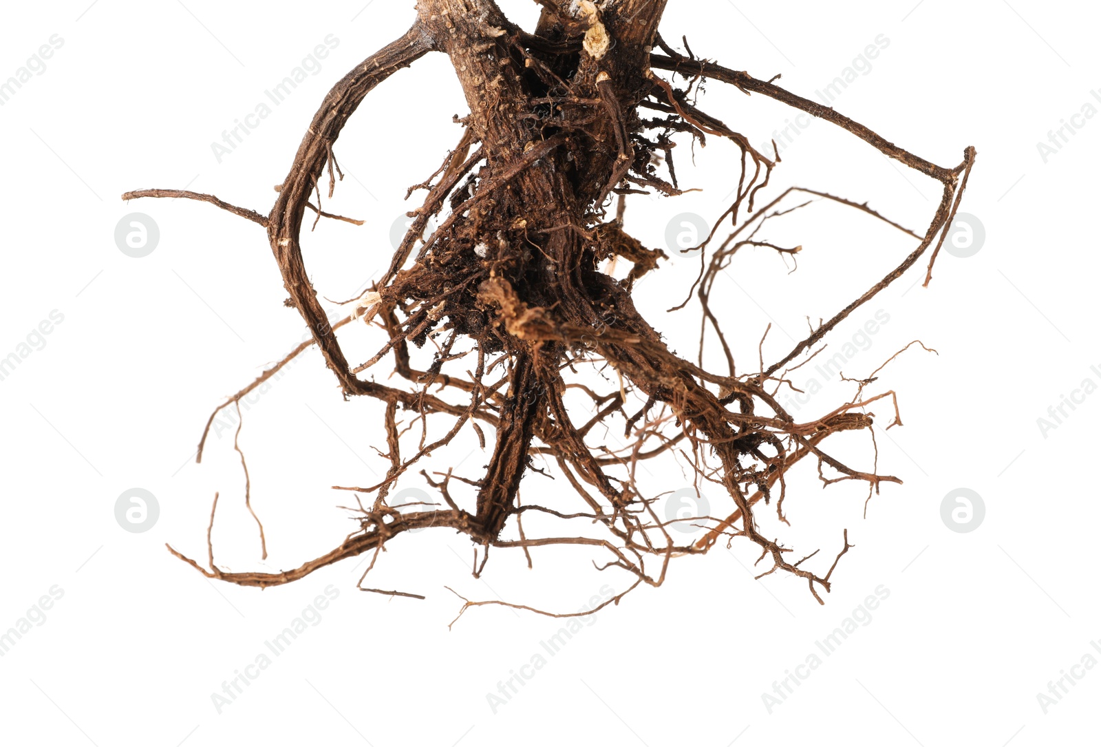 One plant with root isolated on white Photo of One plant with root isolated on white