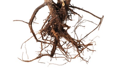 Photo of One plant with root isolated on white