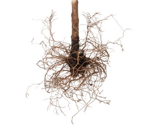 Photo of One plant with root isolated on white