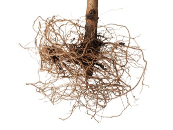 Photo of One plant with root isolated on white