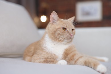 Photo of Cute ginger cat on sofa at home