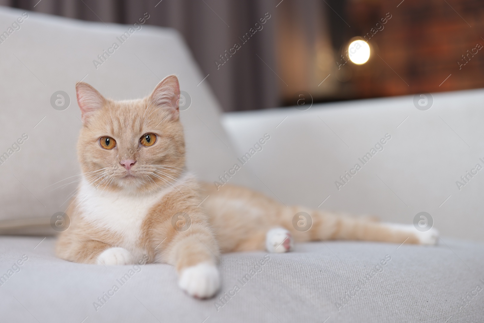 Cute ginger cat on sofa at home Photo of Cute ginger cat on sofa at home