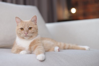 Photo of Cute ginger cat on sofa at home