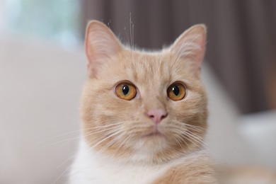 Photo of Cute ginger cat at home. Lovely pet