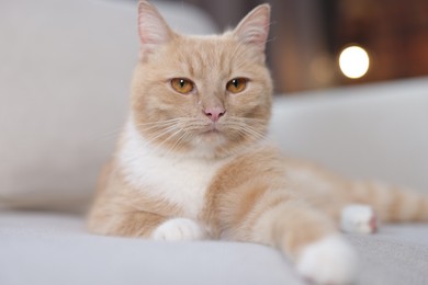 Photo of Cute ginger cat on sofa at home