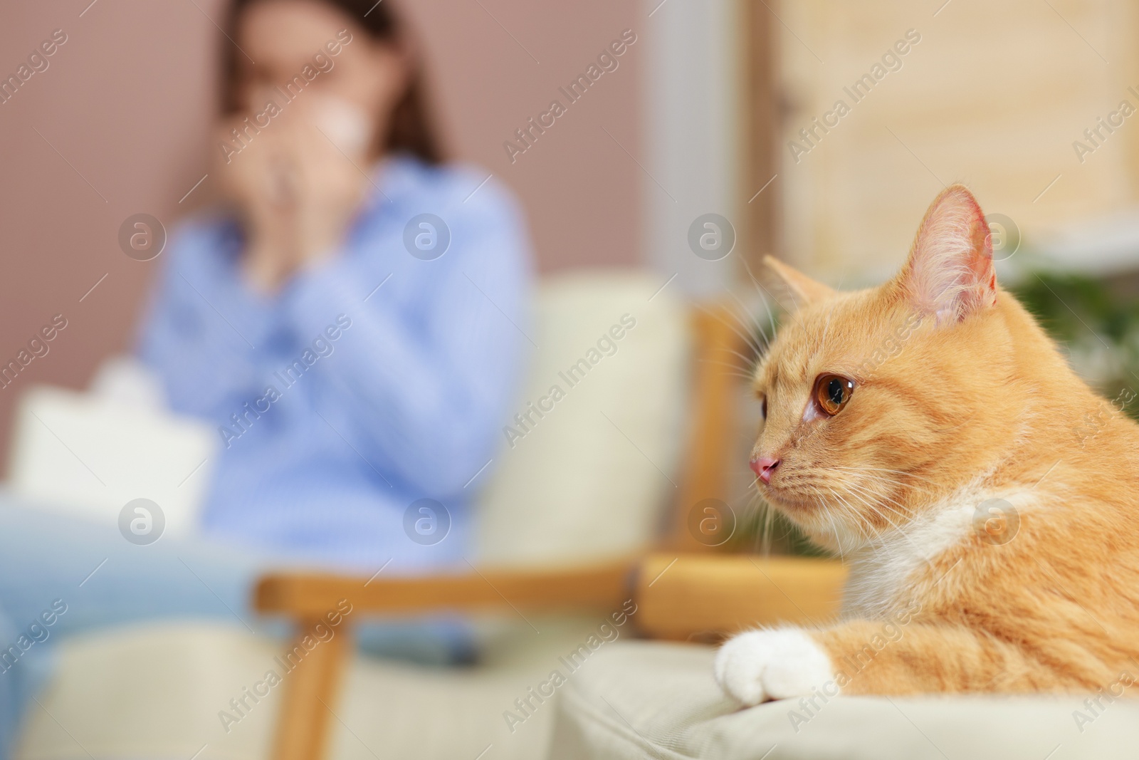 Woman suffering from allergy with her cat at home, selective focus Photo of Woman suffering from allergy with her cat at home, selective focus