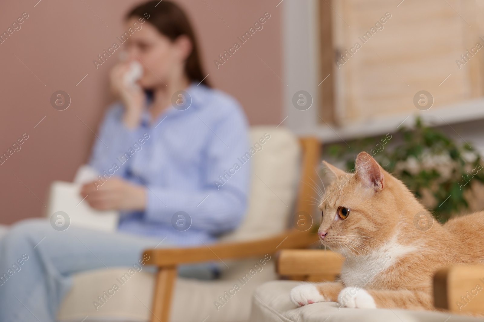 Woman suffering from allergy with her cat at home, selective focus Photo of Woman suffering from allergy with her cat at home, selective focus