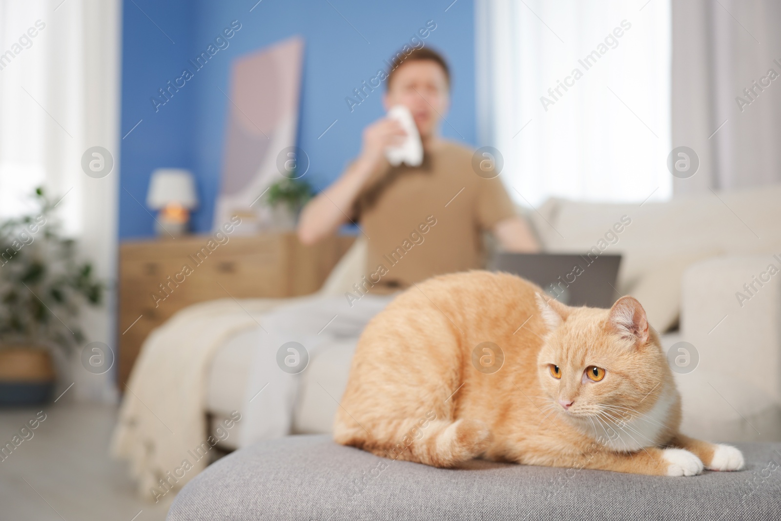 Photo of Man suffering from allergy with his cat at home, selective focus