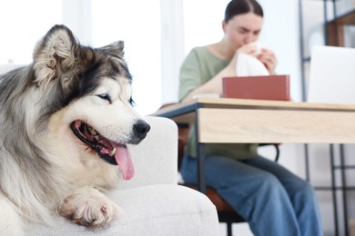 Photo of Woman suffering from allergy while working and her dog at home, selective focus