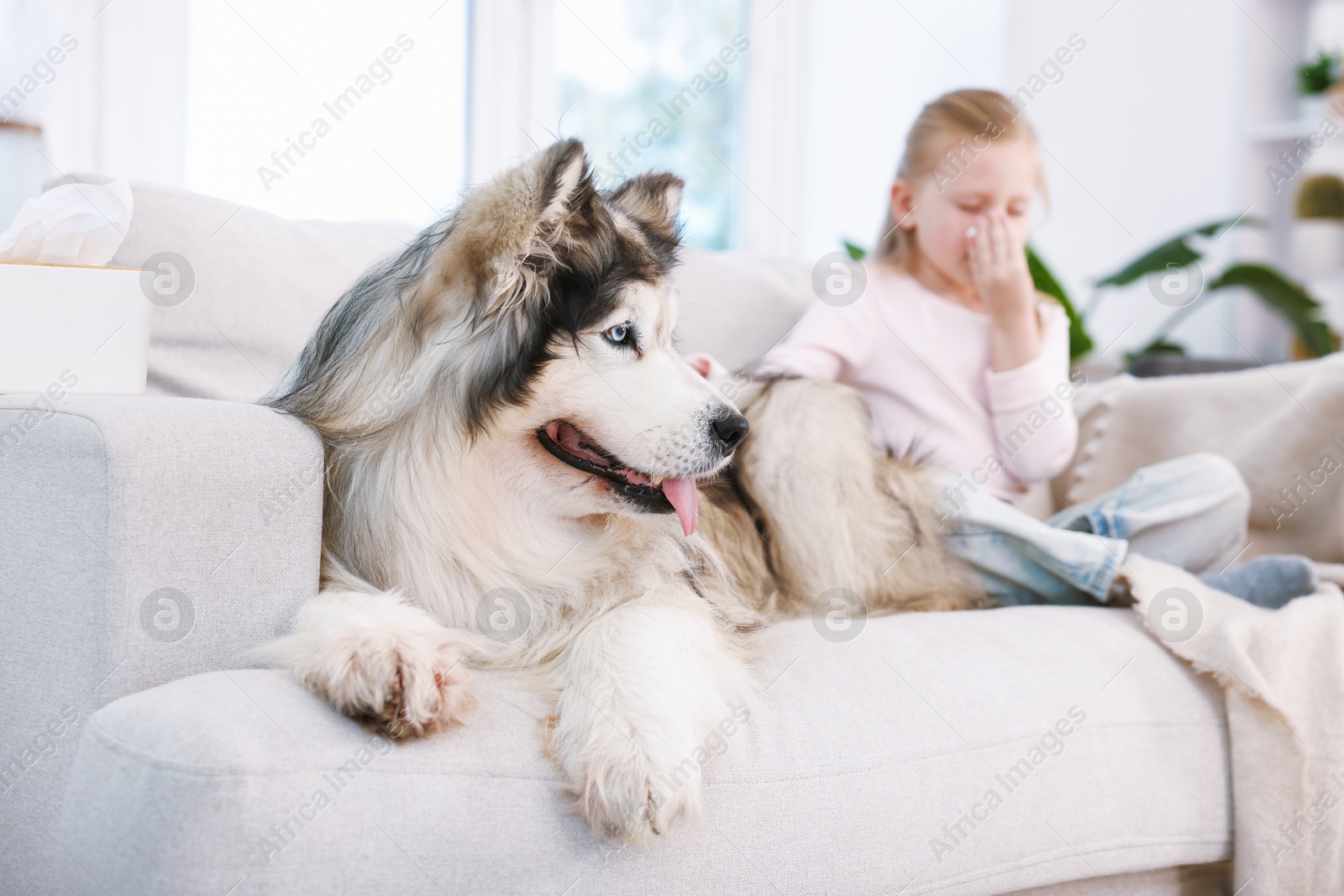 Girl suffering from allergy with her dog at home, selective focus Photo of Girl suffering from allergy with her dog at home, selective focus