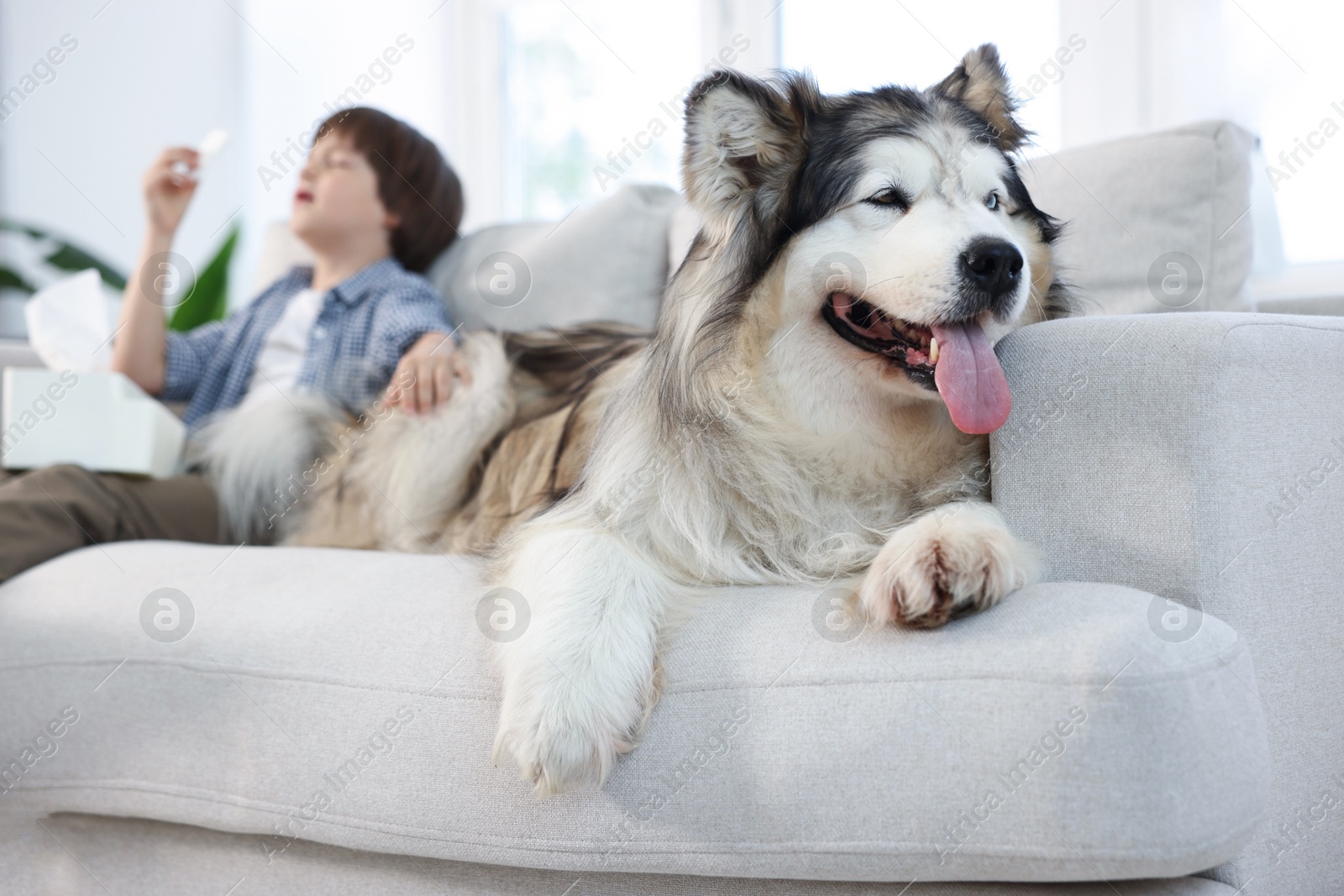 Boy suffering from allergy with her dog on sofa at home, selective focus Photo of Boy suffering from allergy with her dog on sofa at home, selective focus