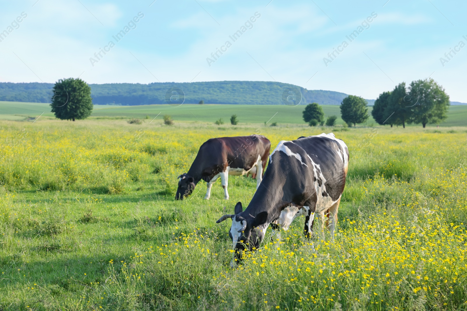 Beautiful cows grazing on green meadow. Farm animal Photo of Beautiful cows grazing on green meadow. Farm animal