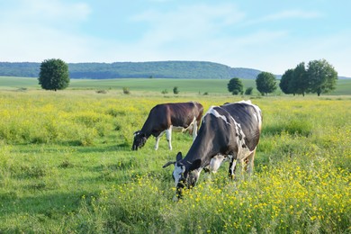 Photo of Beautiful cows grazing on green meadow. Farm animal