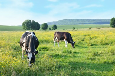 Photo of Beautiful cows grazing on green meadow. Farm animal