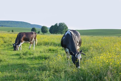 Photo of Beautiful cows grazing on green meadow. Farm animal