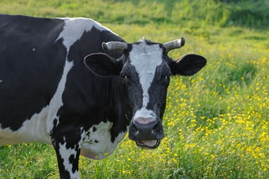 Photo of Beautiful cow grazing on green meadow, space for text. Farm animal
