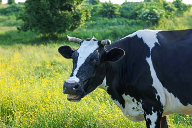 Photo of Beautiful cow grazing on green meadow, space for text. Farm animal