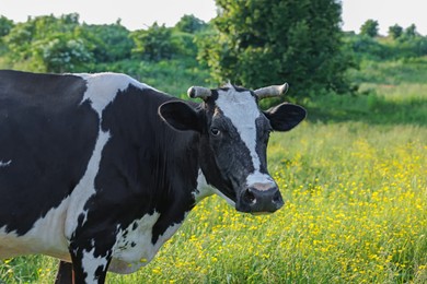 Photo of Beautiful cow grazing on green meadow, space for text. Farm animal