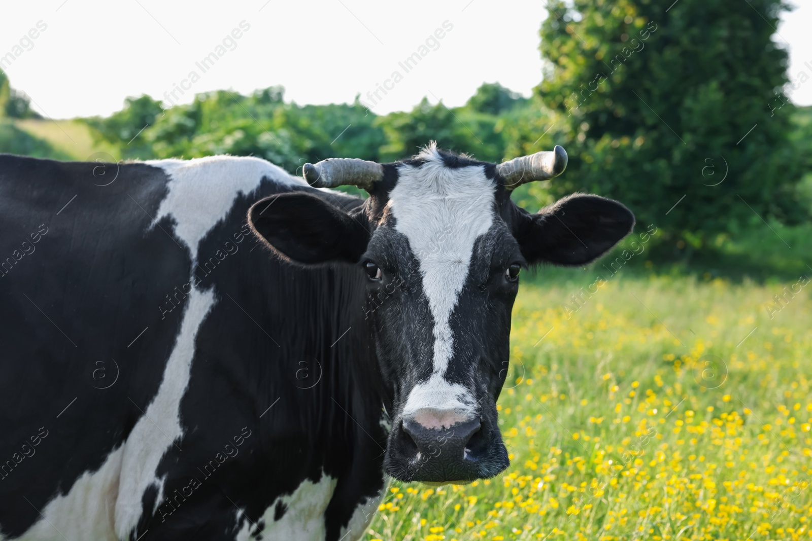 Beautiful cow grazing on green meadow, space for text. Farm animal Photo of Beautiful cow grazing on green meadow, space for text. Farm animal