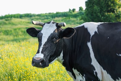 Photo of Beautiful cow grazing on green meadow, space for text. Farm animal