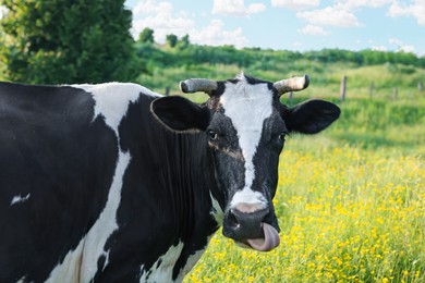 Photo of Beautiful cow grazing on green meadow, space for text. Farm animal