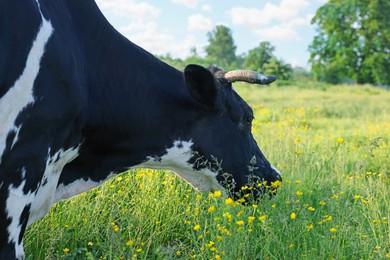 Photo of Beautiful cow grazing on green meadow, space for text. Farm animal