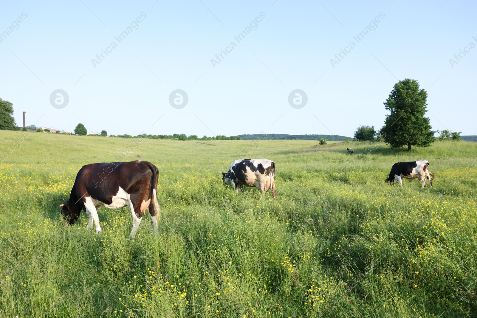 Beautiful cows grazing on green meadow. Farm animal Photo of Beautiful cows grazing on green meadow. Farm animal