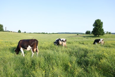 Photo of Beautiful cows grazing on green meadow. Farm animal