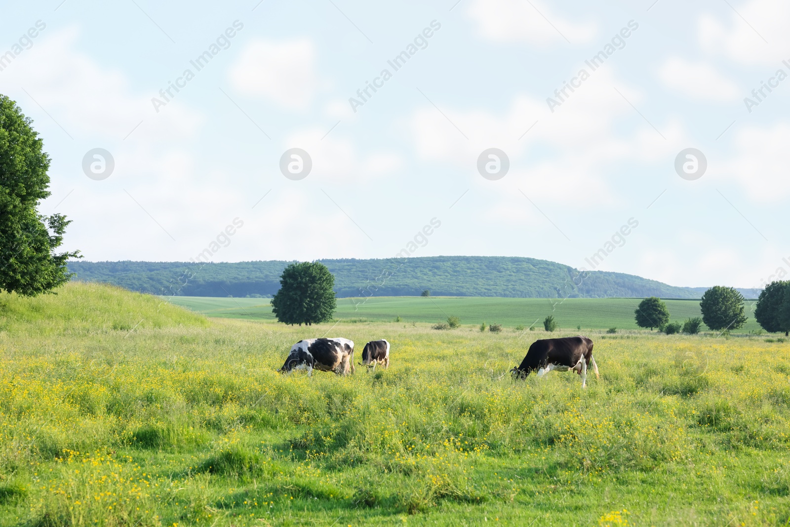 Beautiful cows grazing on green meadow. Farm animal Photo of Beautiful cows grazing on green meadow. Farm animal