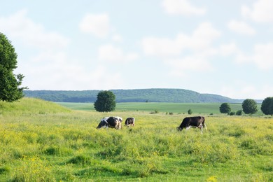 Photo of Beautiful cows grazing on green meadow. Farm animal