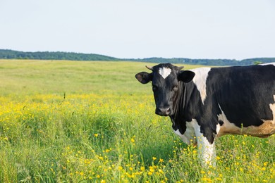 Photo of Beautiful cow grazing on green meadow, space for text. Farm animal