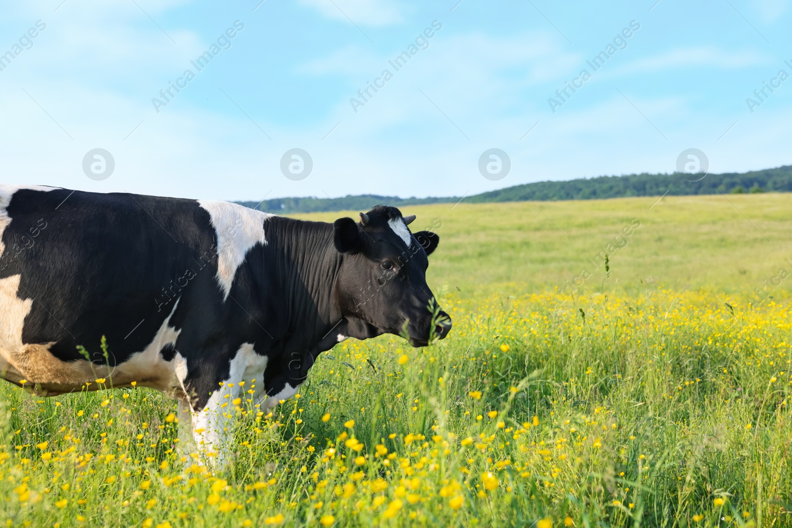 Beautiful cow grazing on green meadow, space for text. Farm animal Photo of Beautiful cow grazing on green meadow, space for text. Farm animal