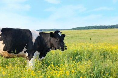 Photo of Beautiful cow grazing on green meadow, space for text. Farm animal