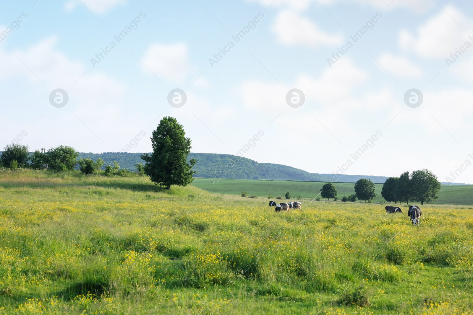 Beautiful cows grazing on green meadow. Farm animal Photo of Beautiful cows grazing on green meadow. Farm animal