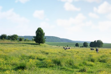 Photo of Beautiful cows grazing on green meadow. Farm animal