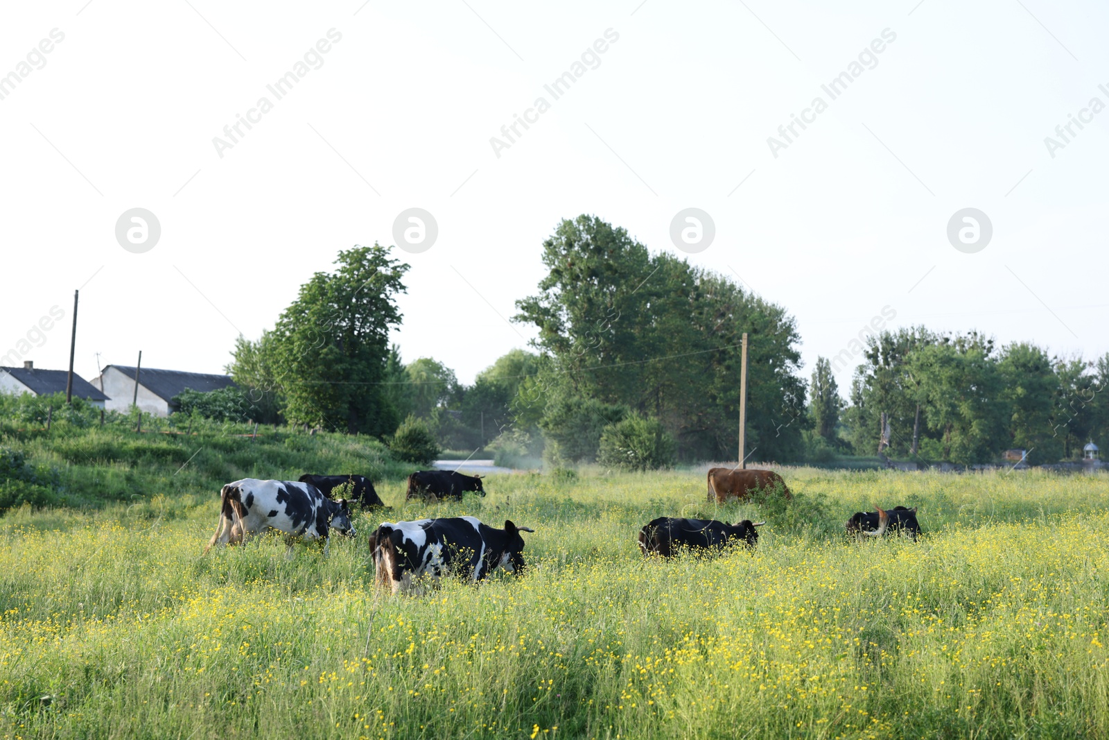 Beautiful cows grazing on green meadow. Farm animal Photo of Beautiful cows grazing on green meadow. Farm animal