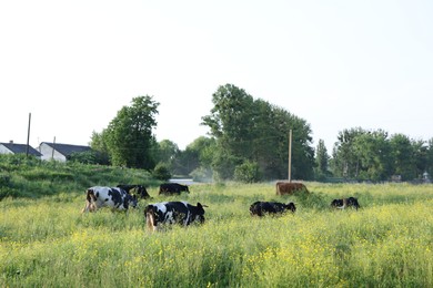 Photo of Beautiful cows grazing on green meadow. Farm animal