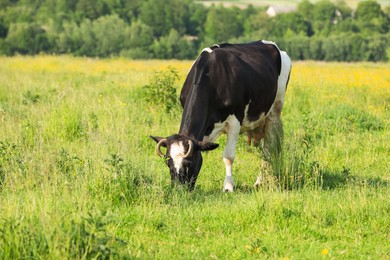 Photo of Beautiful cow grazing on green meadow, space for text. Farm animal
