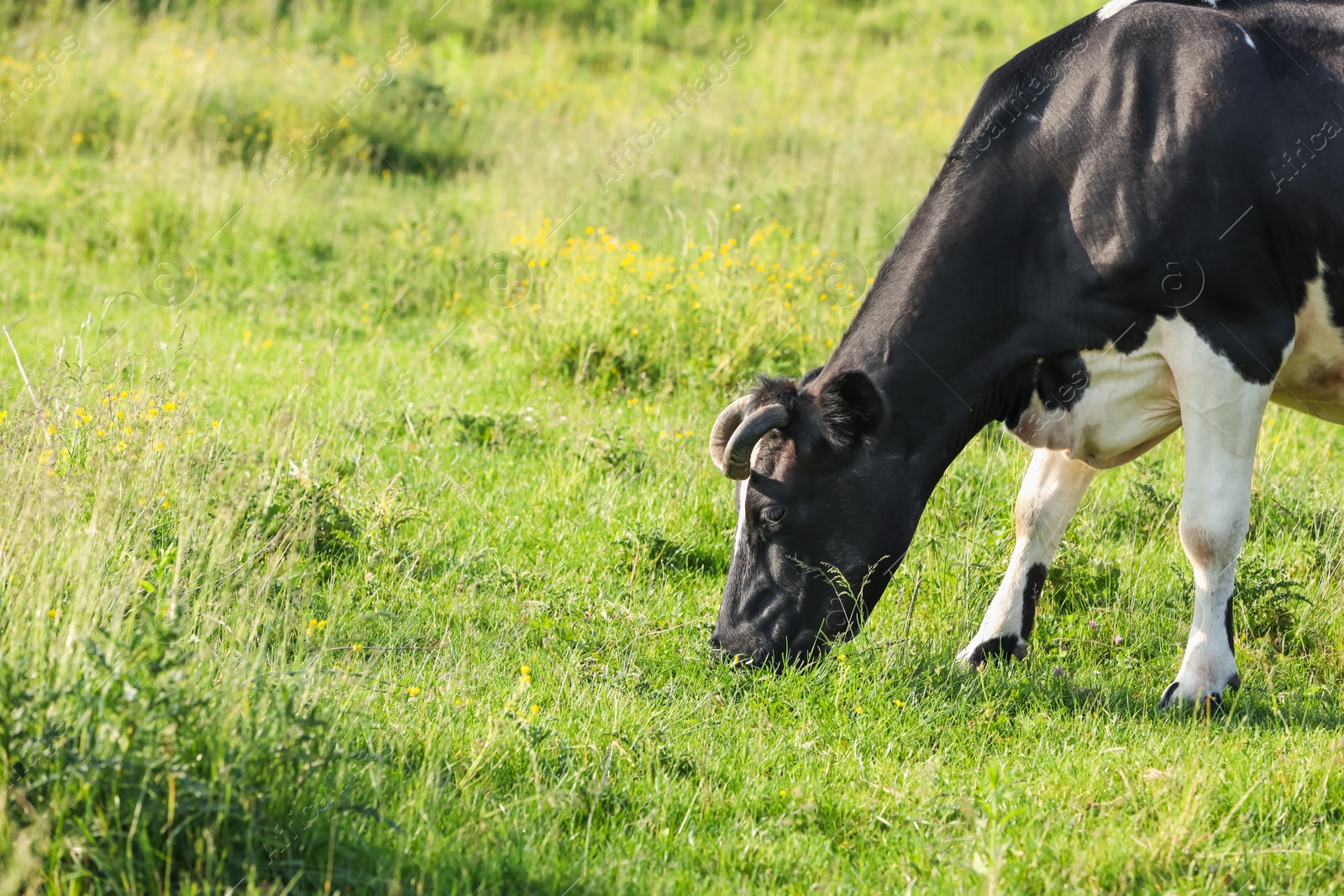 Beautiful cow grazing on green meadow, space for text. Farm animal Photo of Beautiful cow grazing on green meadow, space for text. Farm animal