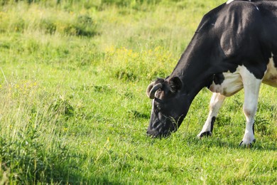 Photo of Beautiful cow grazing on green meadow, space for text. Farm animal