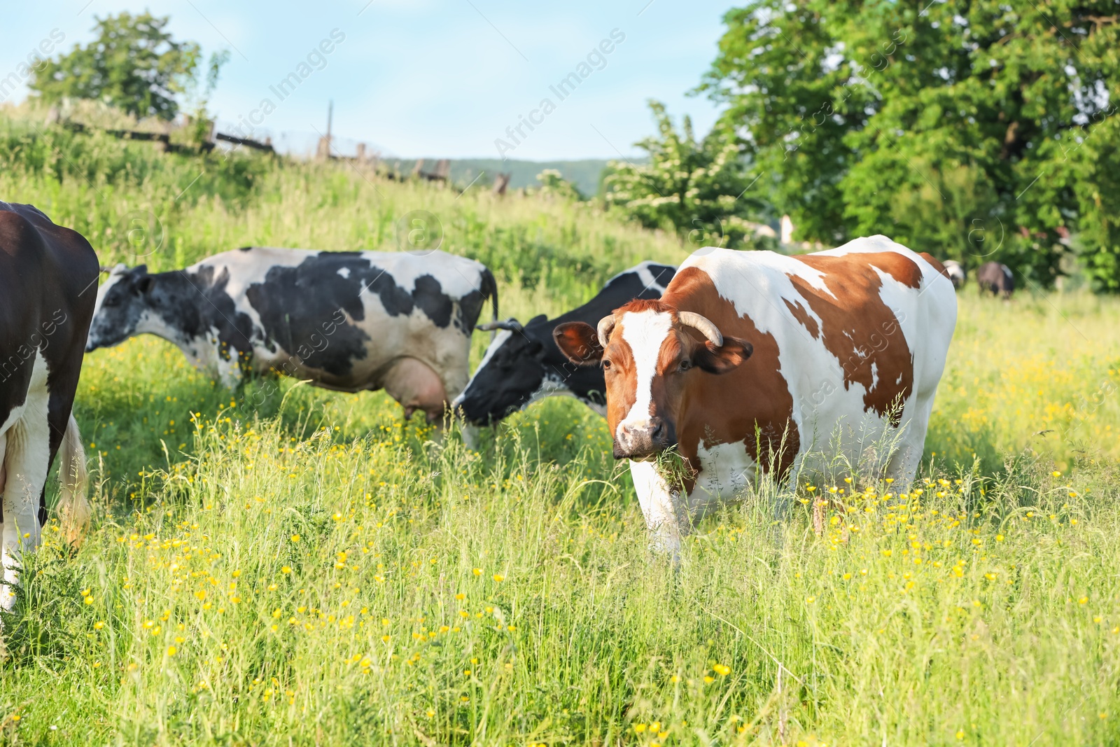 Beautiful cows grazing on green meadow. Farm animal Photo of Beautiful cows grazing on green meadow. Farm animal